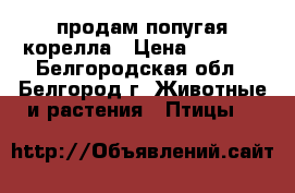 продам попугая корелла › Цена ­ 4 000 - Белгородская обл., Белгород г. Животные и растения » Птицы   